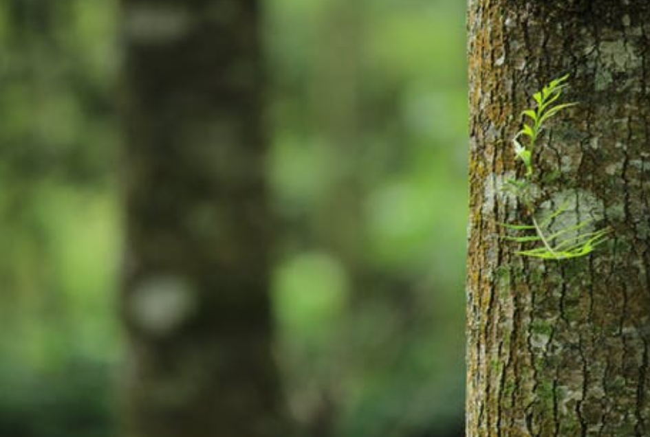 景觀工程的概念是什么,都包括了什么？